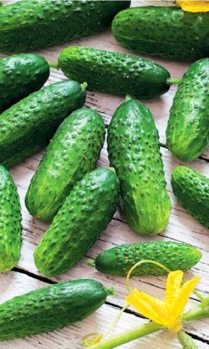 Огурец ЗАСОЛОЧНЫЙ (большой пакет) &mdash; Семян в 5 раз больше, чем в обычном пакете! Неприхотливый! Устойчив к болезням! Хрустящий в засоле!