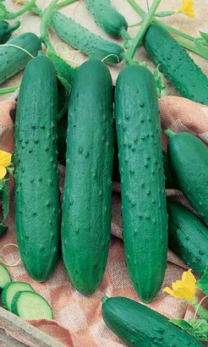 Огурец ЗОЗУЛЯ F1