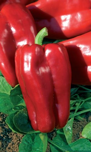 Перец ДЕНИС F1