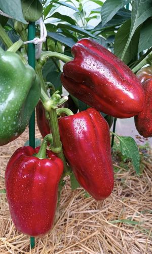 Перец ГЕНЕРАЛЬСКИЙ F1
