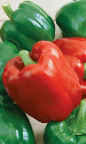 Перец ГЕРАКЛ