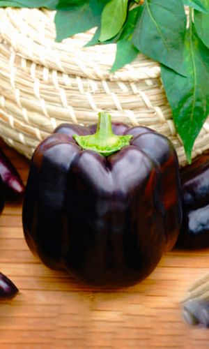 Перец ГИГАНТ ЧЁРНЫЙ F1