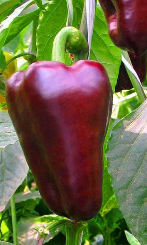 Перец КЛЯКСА &mdash; Необычайно красив!