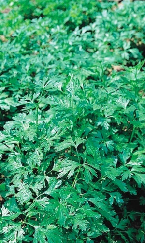 Петрушка листовая БУТЕРБРОДНАЯ