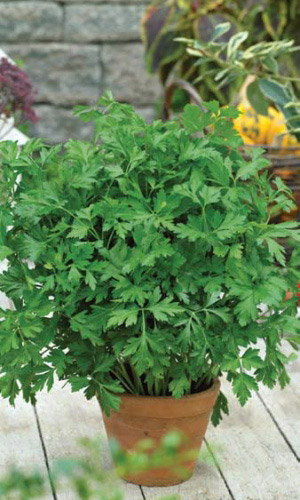 Петрушка листовая ОБЫКНОВЕННАЯ