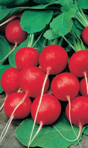 Редис ЛЁШКА F1