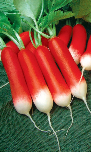 Редис РУССКИЙ ДЕЛИКАТЕС