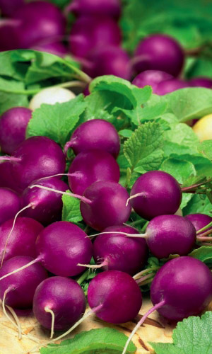 Редис ТЁМНАЯ НОЧЬ