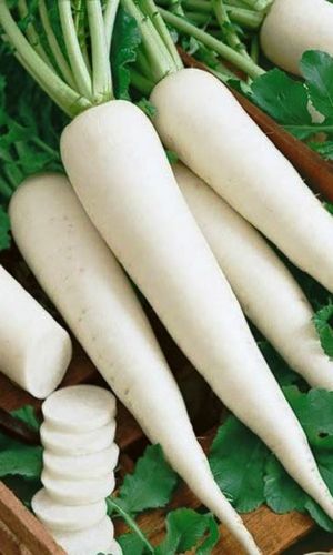 Редька китайская (лоба) КЛЫК СЛОНА