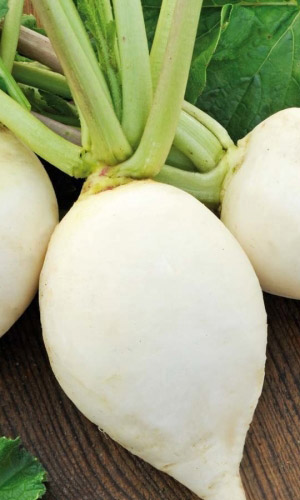 Редька МАЙСКАЯ БЕЛАЯ