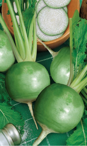 Редька ШРЕК