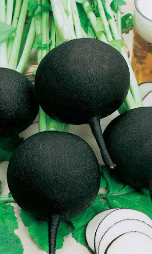Редька ЗИМНЯЯ ЧЁРНАЯ КРУГЛАЯ