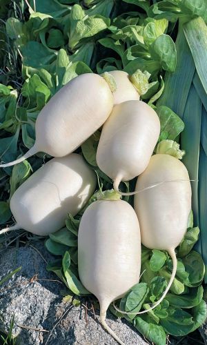 Репа ТЁЩИН СЕКРЕТ