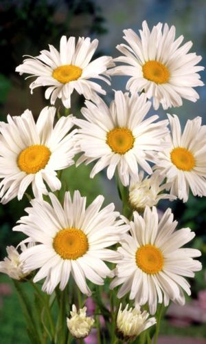 Ромашка ГИГАНТЕЛЛА