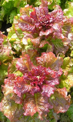 Салат ЧЕРВОНА РУТА