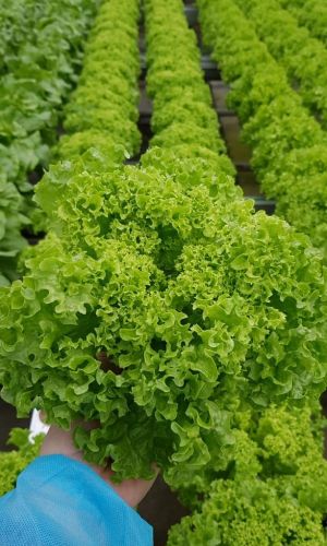 Салат ИЗУМРУДНОЕ КРУЖЕВО