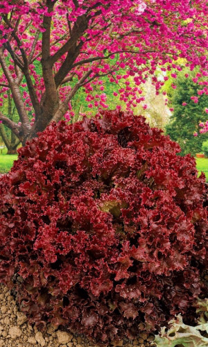 Салат ВИШНЁВЫЙ САД