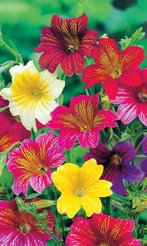 Сальпиглоссис АЛИ-БАБА