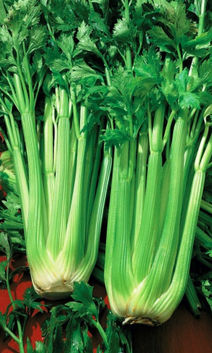 Сельдерей листовой БОДРЫЙ ДЕНЬ