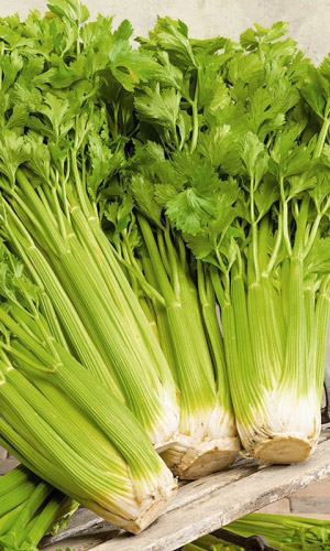 Сельдерей черешковый ПАСКАЛЬ
