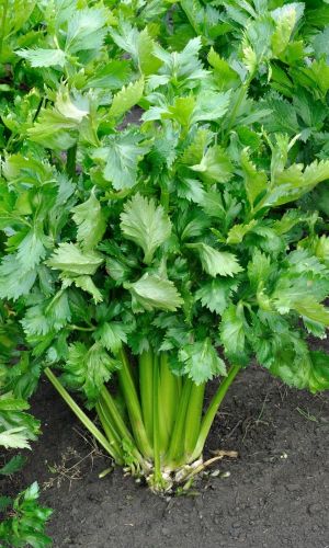 Сельдерей листовой ПАРУС