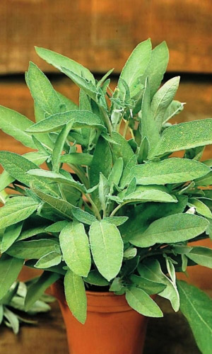 Шалфей лекарственный ДОБРЫНЯ