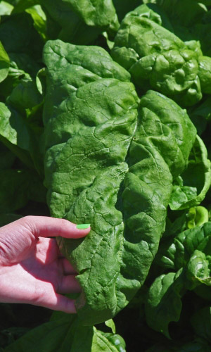 Шпинат МАТАДОР