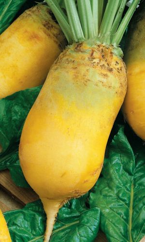 Свёкла кормовая ЗОЛОТЫЕ ГИГАНТЫ