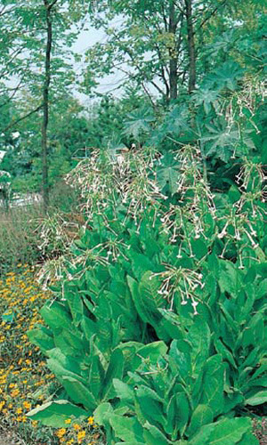 Табак курительный ПАРЛАМЕНТ