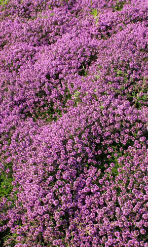 Тимьян (чабрец) МЕДОК