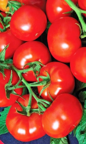 Томат БУМЕРАНГ F1 — Максимальный урожай без химии! Благородный, деликатесный вкус! Дружная и интенсивная отдача урожая! Не растрескивается!