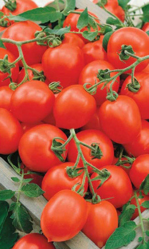 Томат ЧЕЛНОК