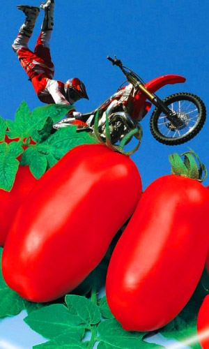 Томат КАСКАДЁР &mdash; До 10 кг плодов с растения! 100 % завязываемость плодов в экстремальных условиях!