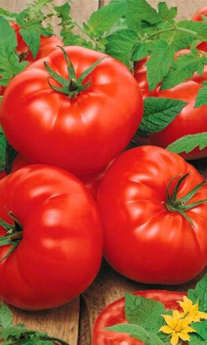 Томат КРУПНОПЛОДНЫЙ РУССКИЙ ДЕЛИКАТЕС
