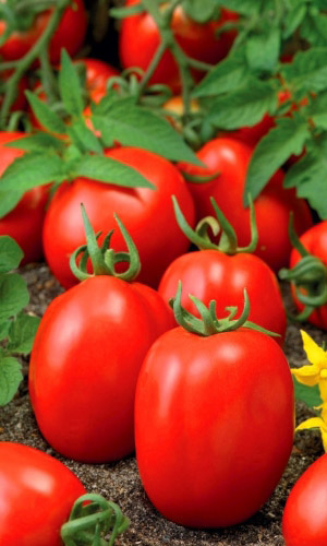 Томат КУБЫШКА