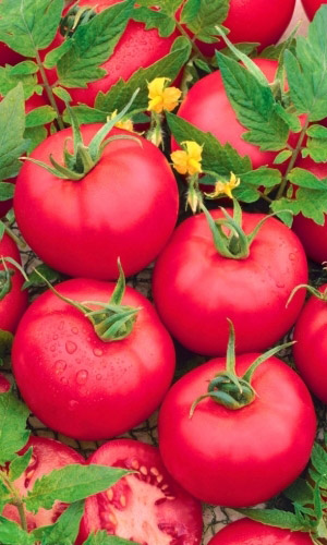 Томат ЛОТОС