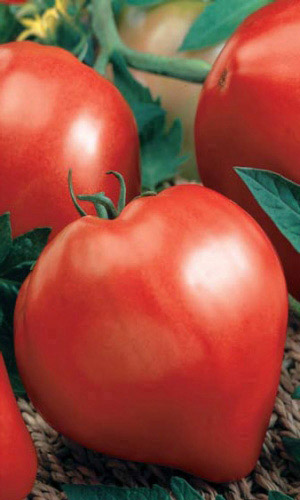 Томат ЛЮБЯЩЕЕ СЕРДЦЕ