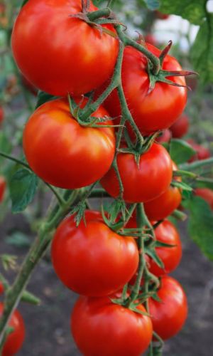 Томат МАРГЛОБ &mdash; Легендарный сорт 1917 года! Попробуй историю на вкус! Невероятная устойчивость к болезням позволяет его возделывать уже более 100 лет! Урожайность до 20 кг с метра!