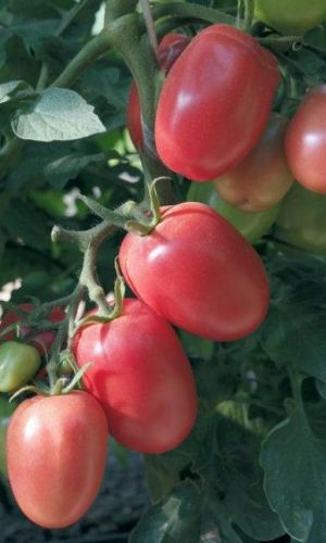 Томат НОВИЧОК МАЛИНОВЫЙ