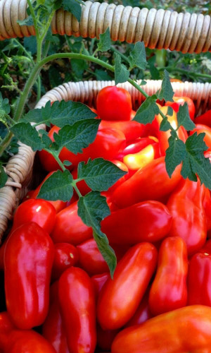 Томат ПЕРЦЕВИДНЫЙ