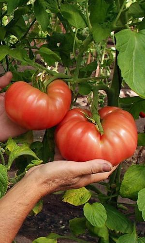 Томат ПОДПОЛКОВНИК
