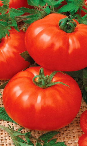 Томат СУЛТАН СУЛЕЙМАН F1