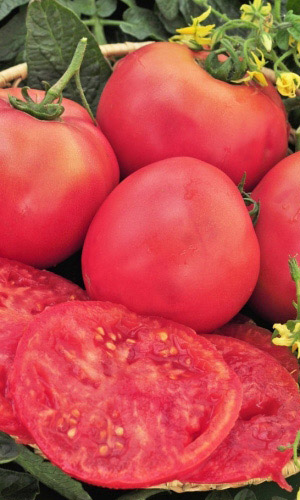 Томат УРАЛЬСКИЙ ГИГАНТ РОЗОВЫЙ