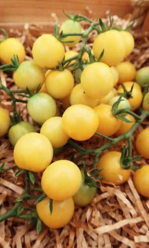 Томат ВИНОГРАД БЕЛЫЙ