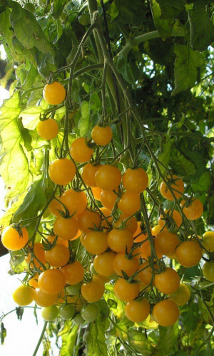 Томат ЗЛАТОВЛАСКА