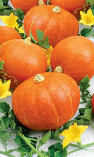 Тыква ОЛЬГА