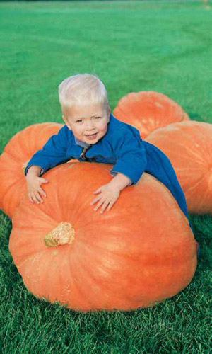 Тыква СТОФУНТОВАЯ