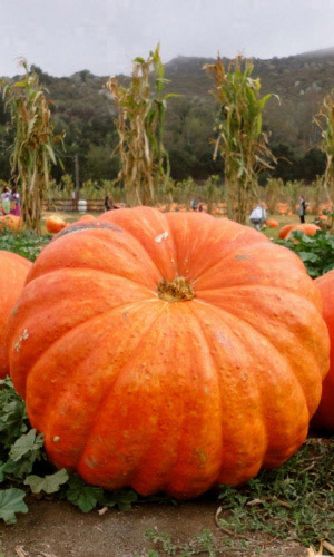 Тыква ТИТАН