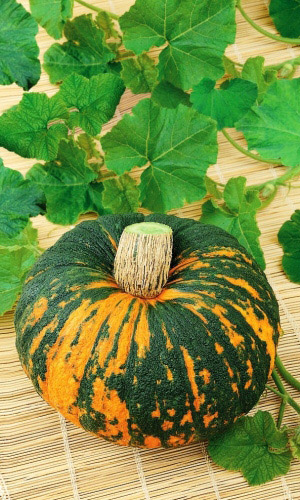 Тыква ЗОРЬКА