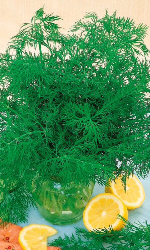 Укроп ДЛЯ ЗАМОРОЗКИ